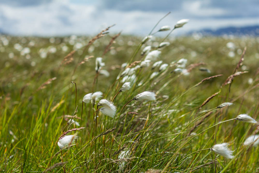 Cotton Grass Cotton Grass
